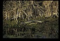 10001-00180-American Alligator.jpg