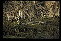 10001-00181-American Alligator.jpg