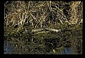 10001-00182-American Alligator.jpg