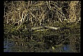 10001-00183-American Alligator.jpg