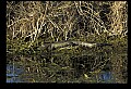 10001-00184-American Alligator.jpg