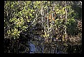 10001-00185-American Alligator.jpg