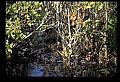10001-00186-American Alligator.jpg