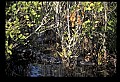 10001-00187-American Alligator.jpg