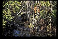 10001-00188-American Alligator.jpg