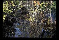 10001-00189-American Alligator.jpg