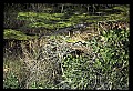 10001-00190-American Alligator.jpg