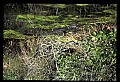 10001-00191-American Alligator.jpg