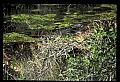 10001-00192-American Alligator.jpg