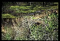 10001-00193-American Alligator.jpg