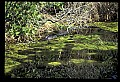 10001-00194-American Alligator.jpg