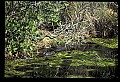 10001-00195-American Alligator.jpg