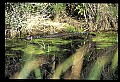 10001-00196-American Alligator.jpg