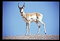 10002-00019-Antelope-Pronghorn, Badlands, National Park.jpg