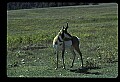 10002-00023-Antelope-Pronghorn, Badlands, National Park.jpg