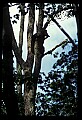 10010-00001-Black Bear.jpg