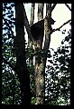 10010-00002-Black Bear.jpg