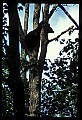 10010-00003-Black Bear.jpg