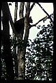 10010-00004-Black Bear.jpg