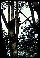 10010-00006-Black Bear.jpg
