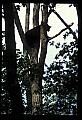 10010-00007-Black Bear.jpg