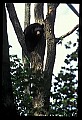 10010-00009-Black Bear.jpg