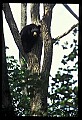 10010-00010-Black Bear.jpg