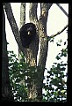 10010-00011-Black Bear.jpg