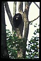 10010-00012-Black Bear.jpg