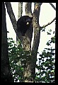 10010-00013-Black Bear.jpg