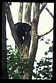 10010-00014-Black Bear.jpg