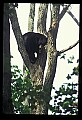10010-00015-Black Bear.jpg