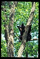 10010-00016-Black Bear.jpg