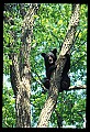 10010-00018-Black Bear.jpg