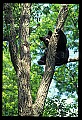 10010-00024-Black Bear.jpg