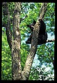 10010-00025-Black Bear.jpg