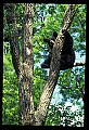 10010-00026-Black Bear.jpg