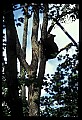 10010-00027-Black Bear.jpg