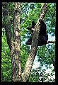 10010-00028-Black Bear.jpg