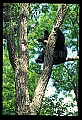 10010-00029-Black Bear.jpg
