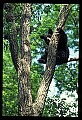 10010-00031-Black Bear.jpg