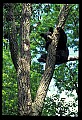 10010-00032-Black Bear.jpg