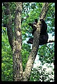 10010-00033-Black Bear.jpg