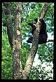 10010-00034-Black Bear.jpg