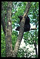 10010-00035-Black Bear.jpg