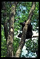 10010-00037-Black Bear.jpg