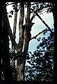 10010-00039-Black Bear.jpg