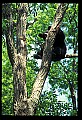 10010-00040-Black Bear.jpg