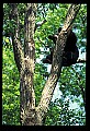 10010-00041-Black Bear.jpg