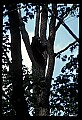10010-00042-Black Bear.jpg